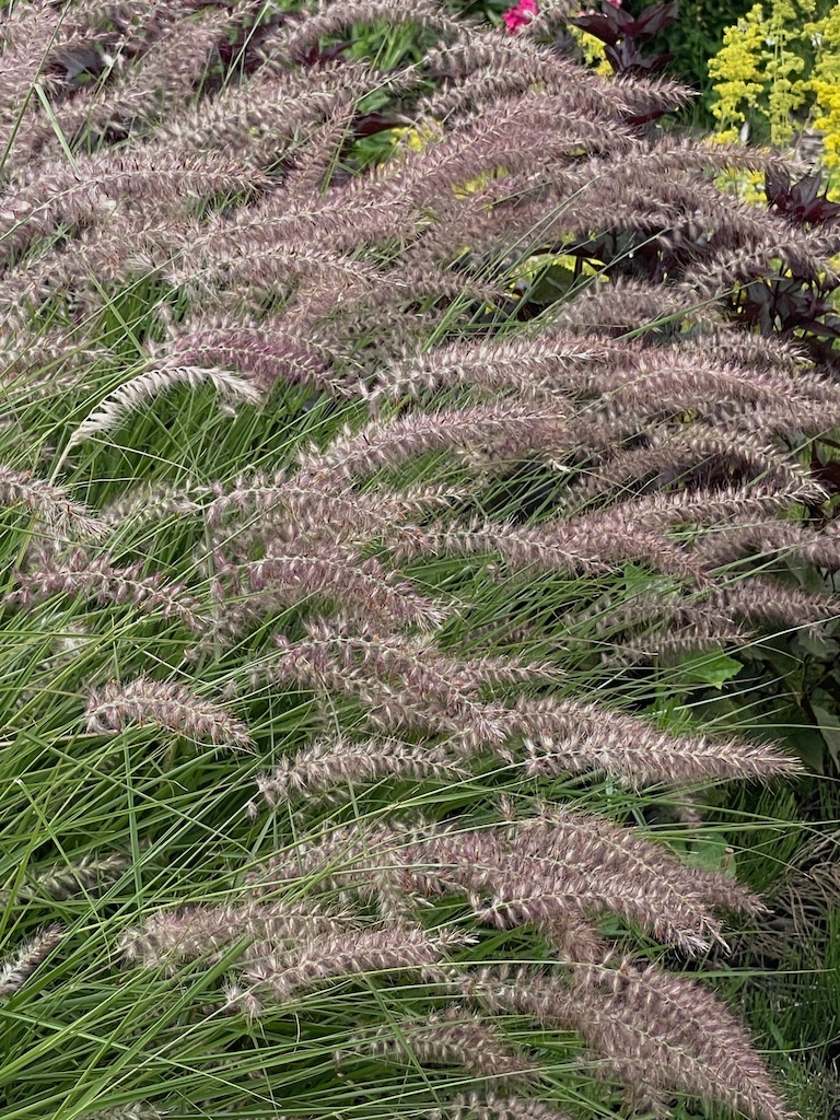 Pennisetum orientale 'Karley Rose' - Afbeelding 5