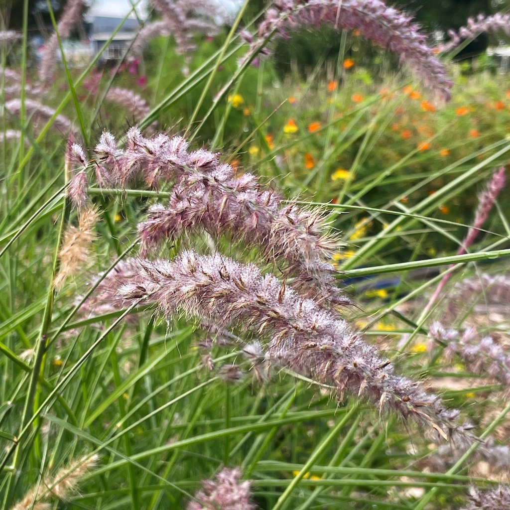 Pennisetum orientale 'Karley Rose' - Afbeelding 6