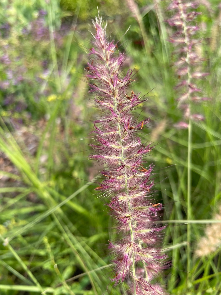 Pennisetum orientale 'Karley Rose' - Afbeelding 7