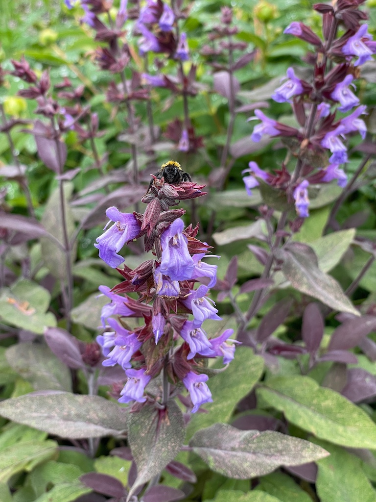 Salvia officinalis 'Purpurascens' - Afbeelding 3