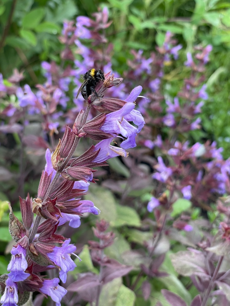 Salvia officinalis 'Purpurascens' - Afbeelding 2