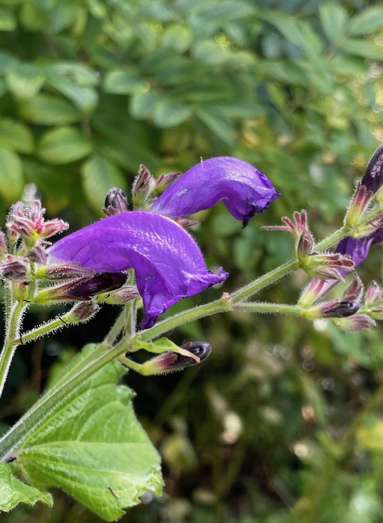 Strobilanthes penstemonoides - Afbeelding 2