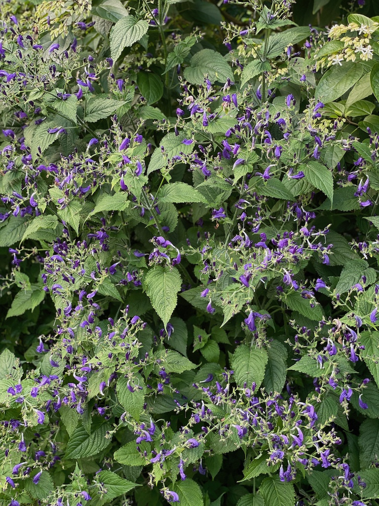 Strobilanthes penstemonoides - Afbeelding 3