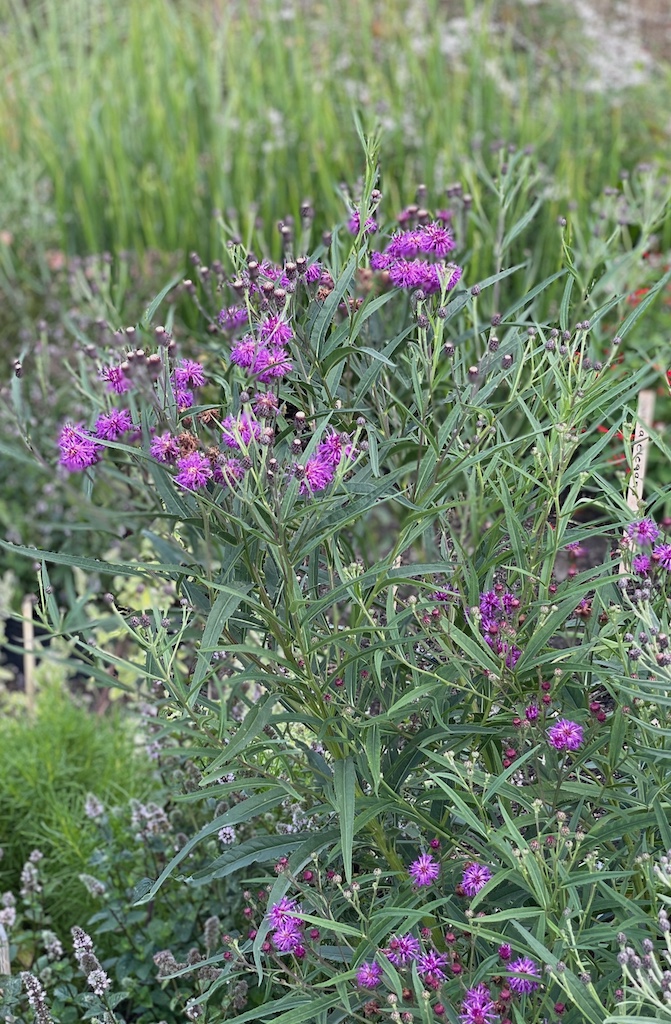 Vernonia fasciculata x lindheimeri - Afbeelding 4