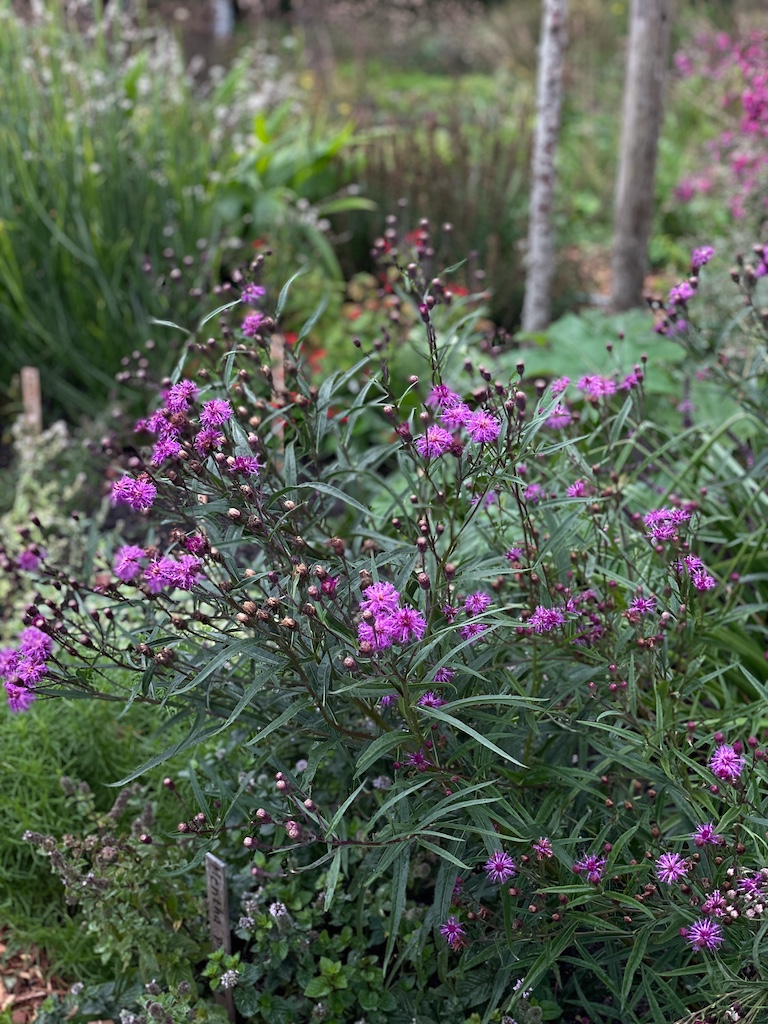 Vernonia fasciculata x lindheimeri - Afbeelding 2
