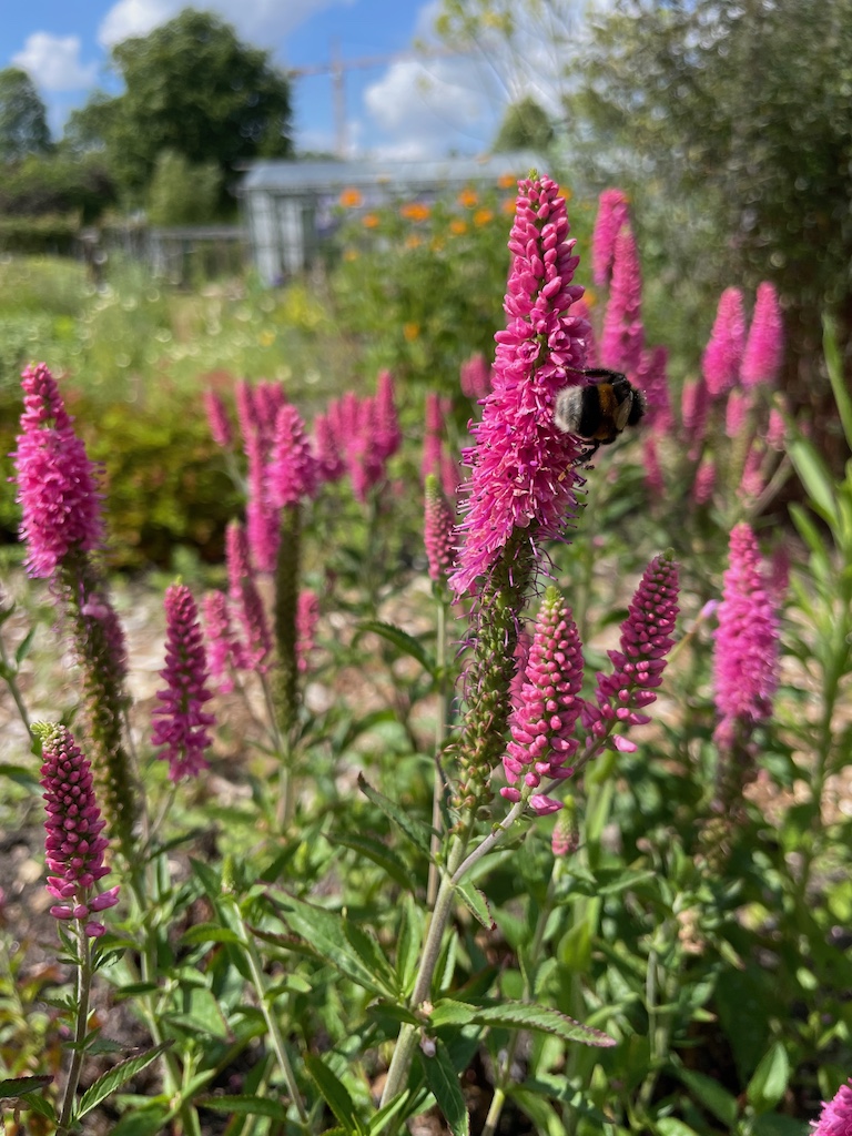 Veronica longifolia 'First Love' - Afbeelding 4