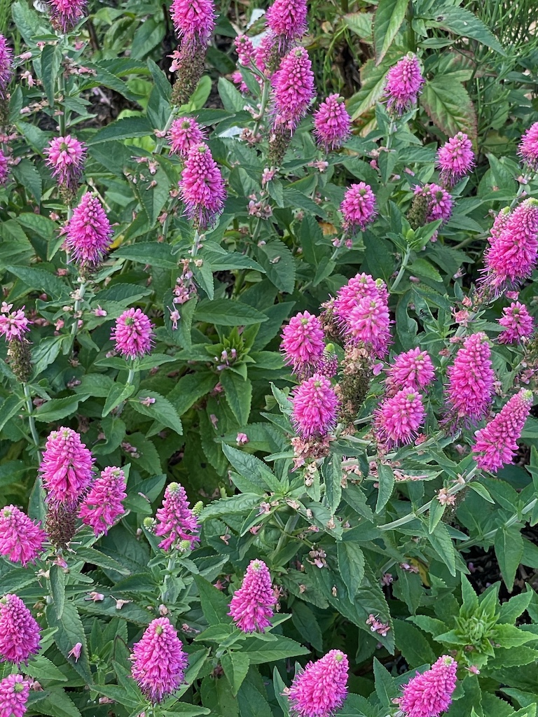 Veronica longifolia 'First Love' - Afbeelding 2