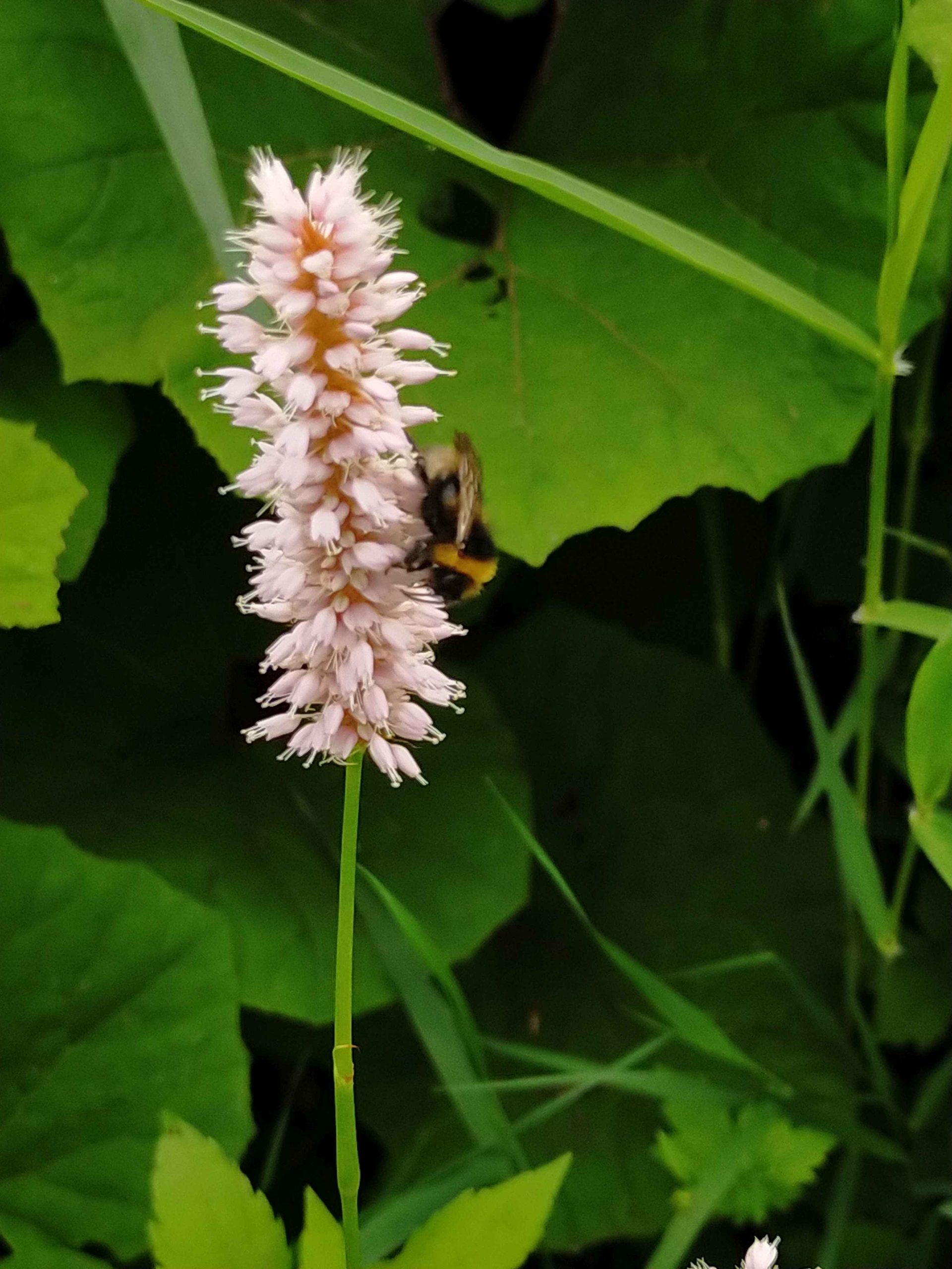 Persicaria bistorta