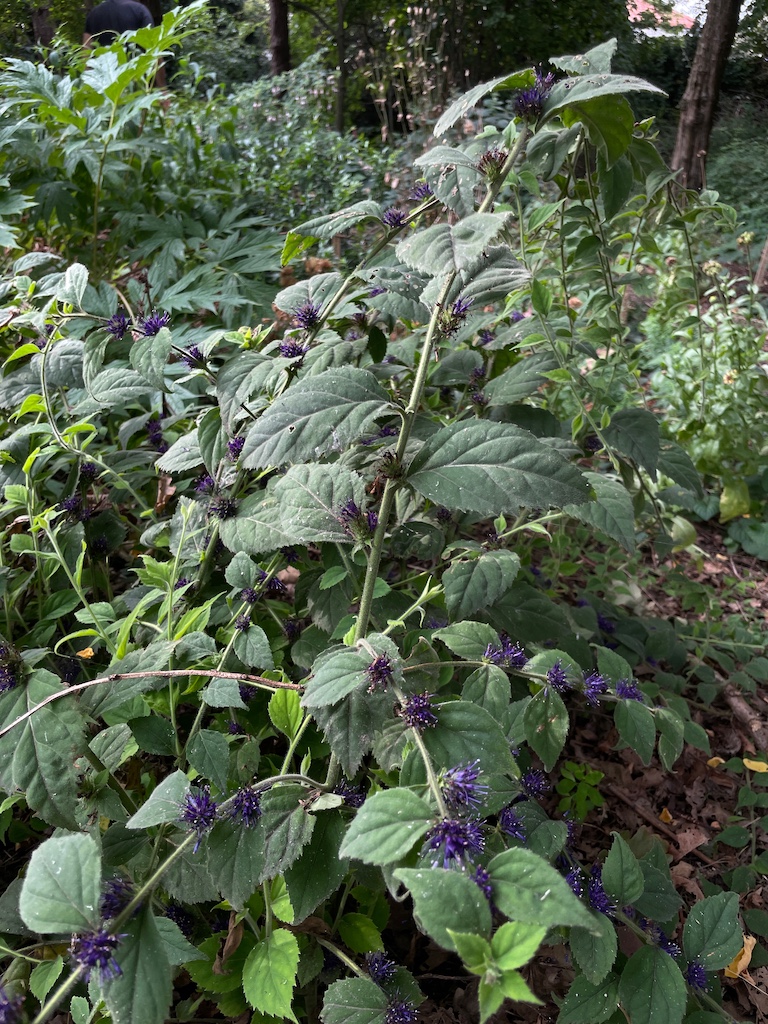 Veronicastrum villosum - Afbeelding 4