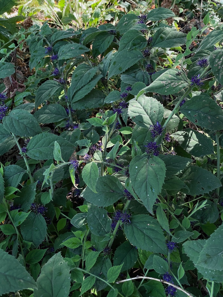 Veronicastrum villosum - Afbeelding 2