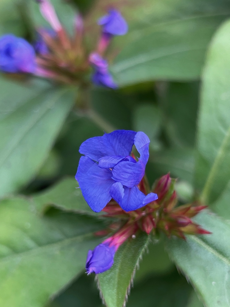 Ceratostigma plumbaginoides - Afbeelding 2