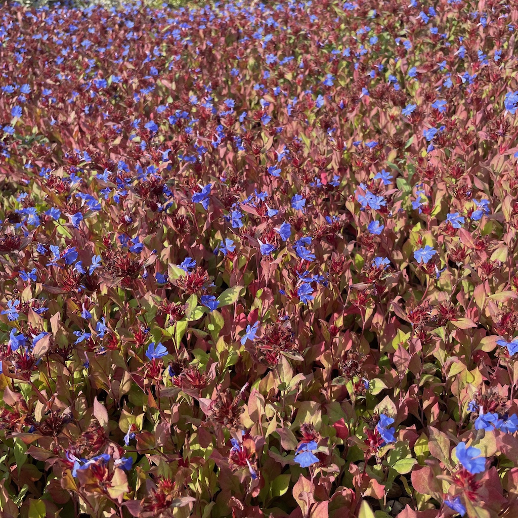 Ceratostigma plumbaginoides - Afbeelding 3