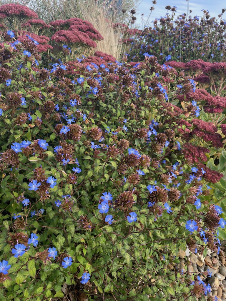 Ceratostigma plumbaginoides - Afbeelding 4