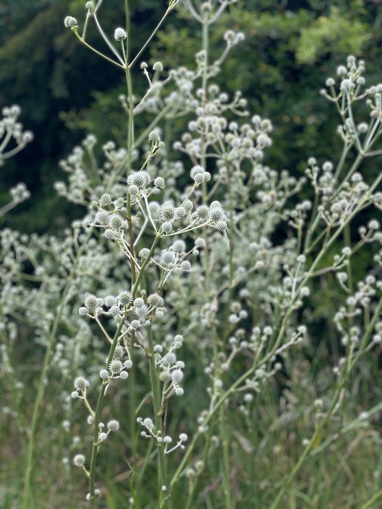 Eryngium paniculatum var. chilensis - Afbeelding 2