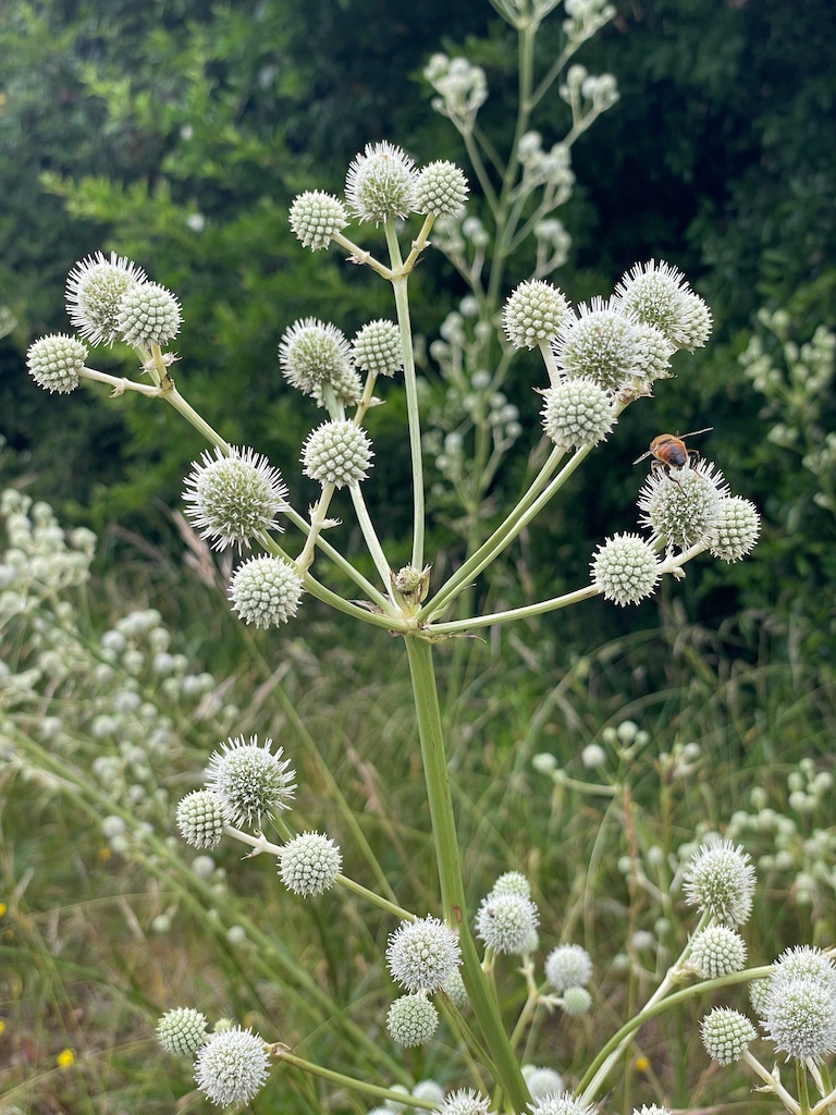 Eryngium paniculatum var. chilensis - Afbeelding 3