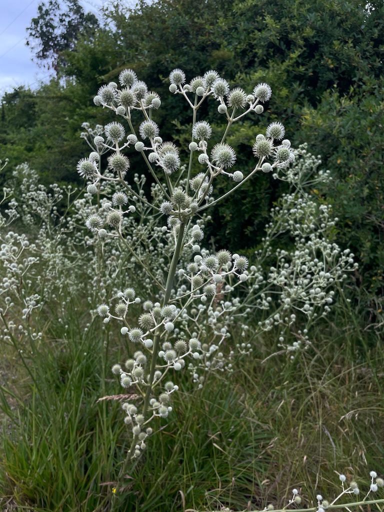 Eryngium paniculatum var. chilensis - Afbeelding 4